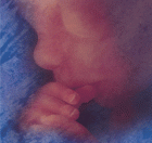 Stem Cell Pamphlets