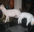 Sheep