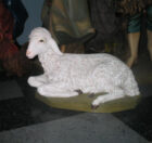 Sheep Lying
